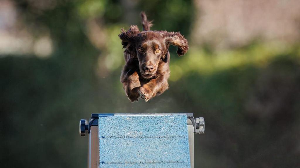 Baileys entrenando en Agility
