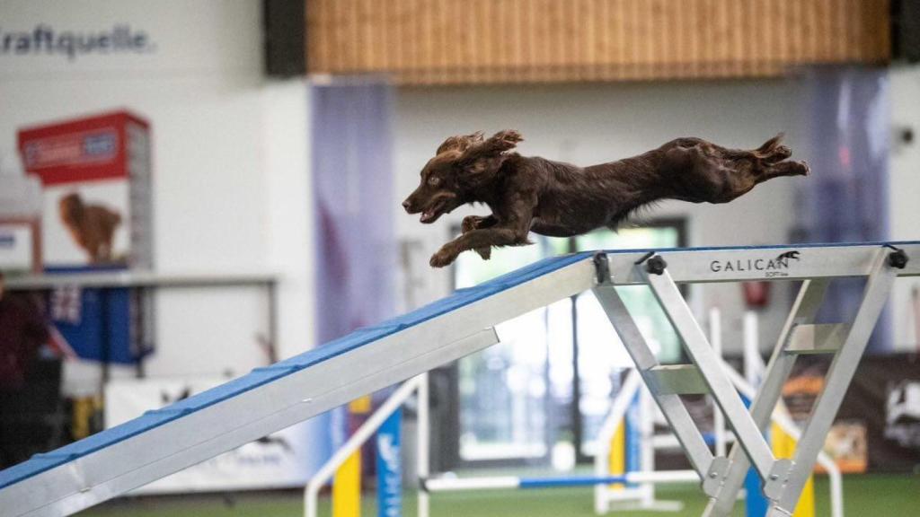 Baileys en una competición de Agility