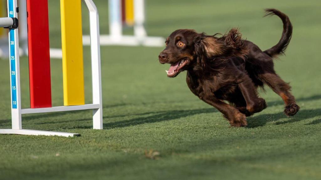 Baileys entrenando en Agility