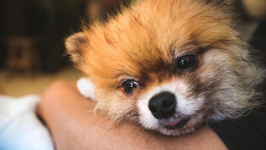 Imagen de archivo de un perro después de atragantarse.