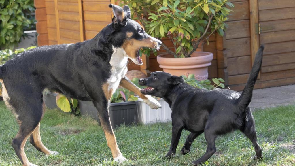 Dos perros peleándose en un jardín.