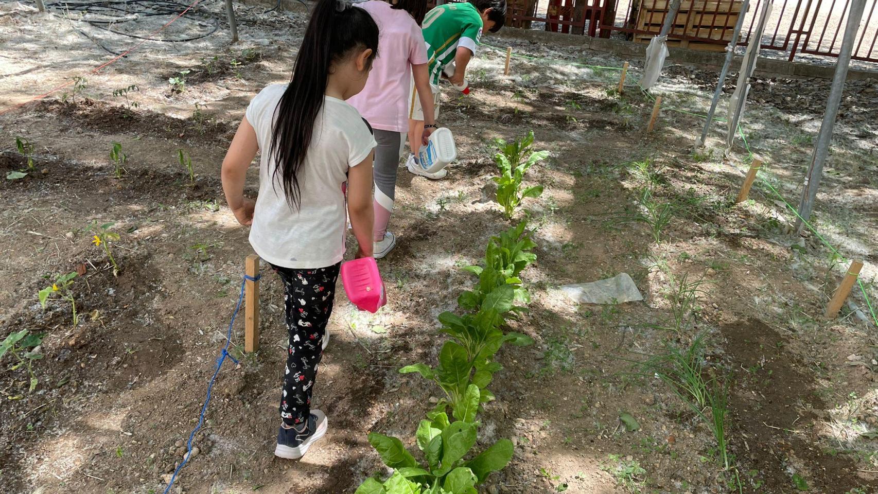 Huerto escolar. Foto: Diputación de Toledo.
