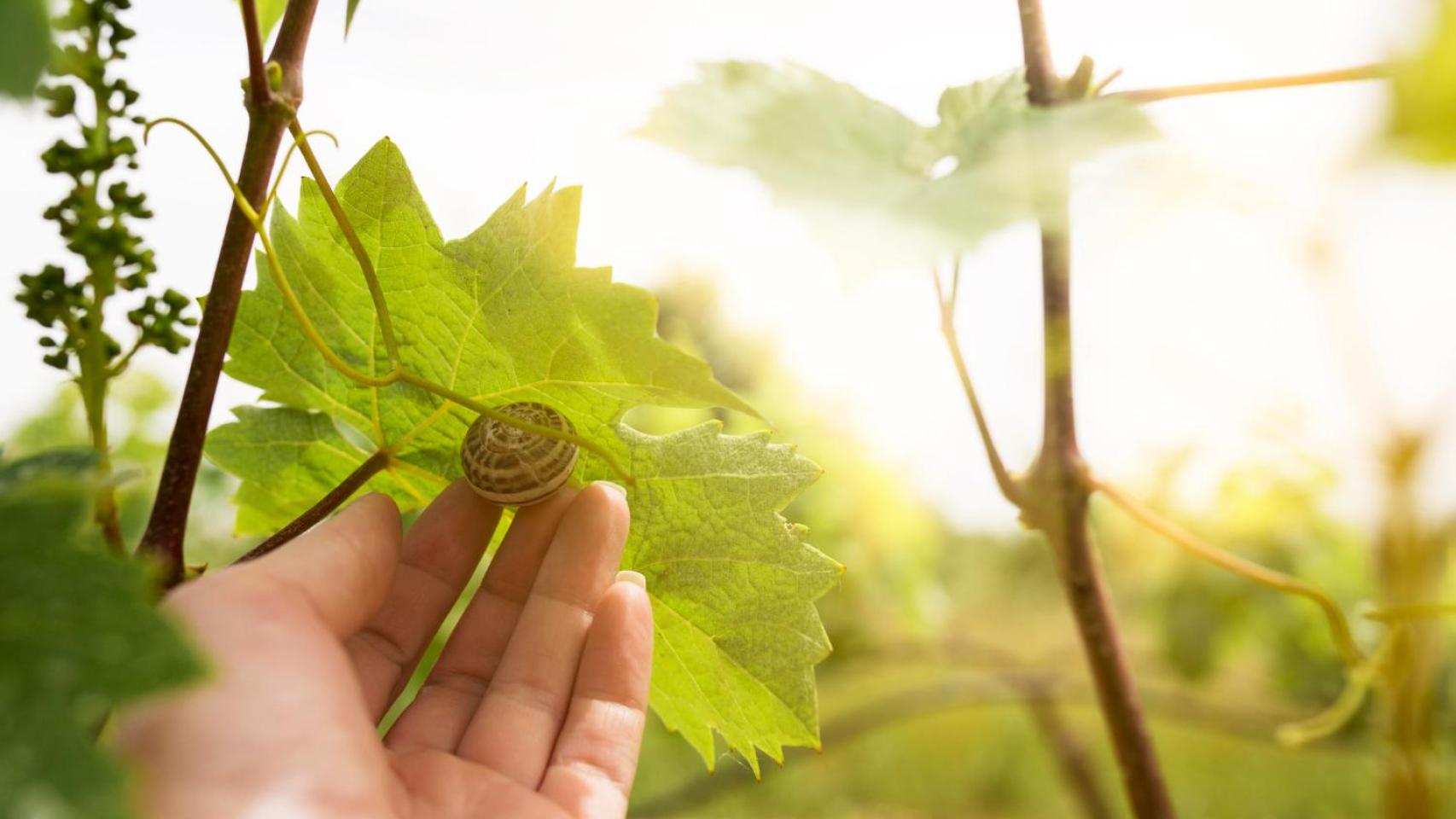 El futuro será sostenible, o no será