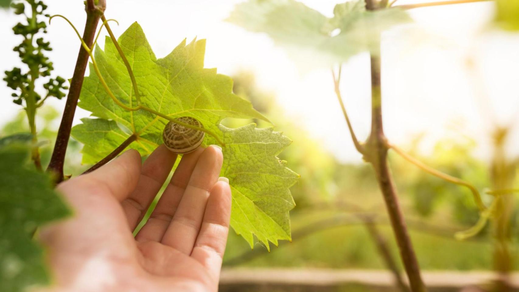 El futuro será sostenible, o no será