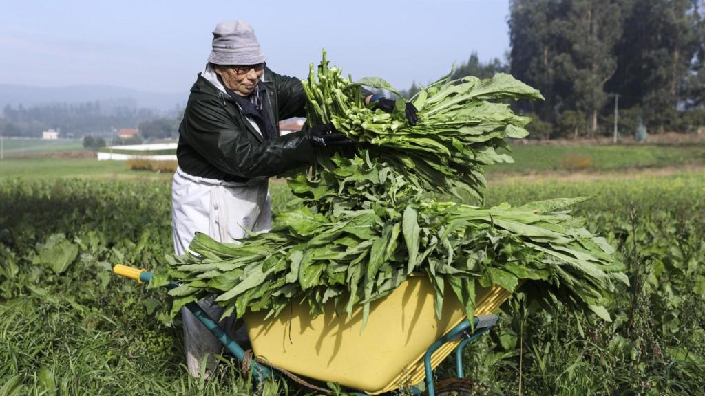 Recogida de grelo en Galicia.