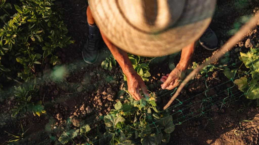 Transformaciones alrededor de un plato: la seguridad alimentaria y la construcción de paz