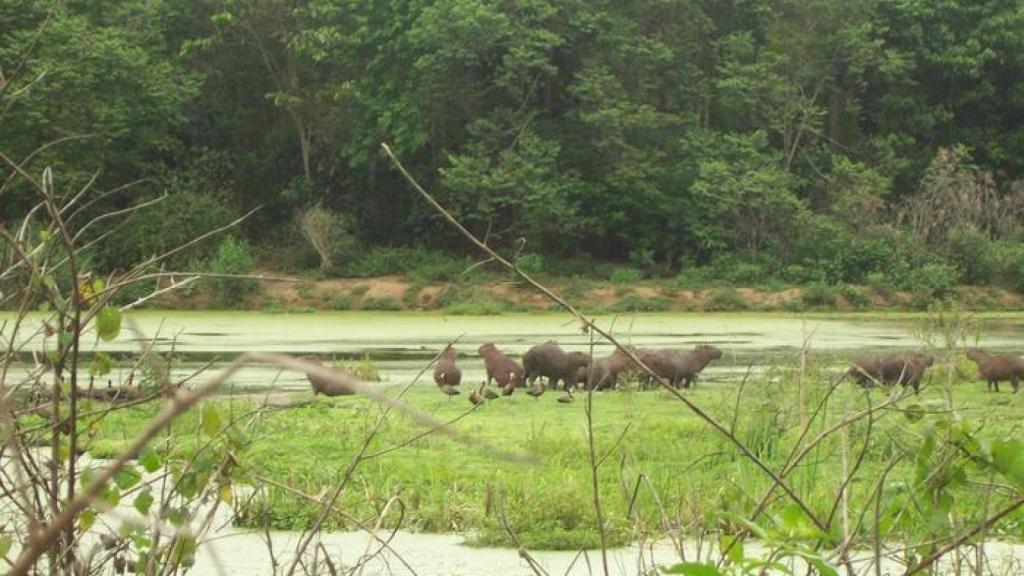 Reserva Ecológica do Guapiaçu, en Río de Janeiro.