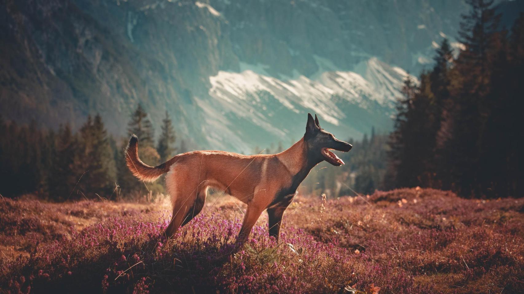 Imagen de archivo de un perro en la naturaleza.