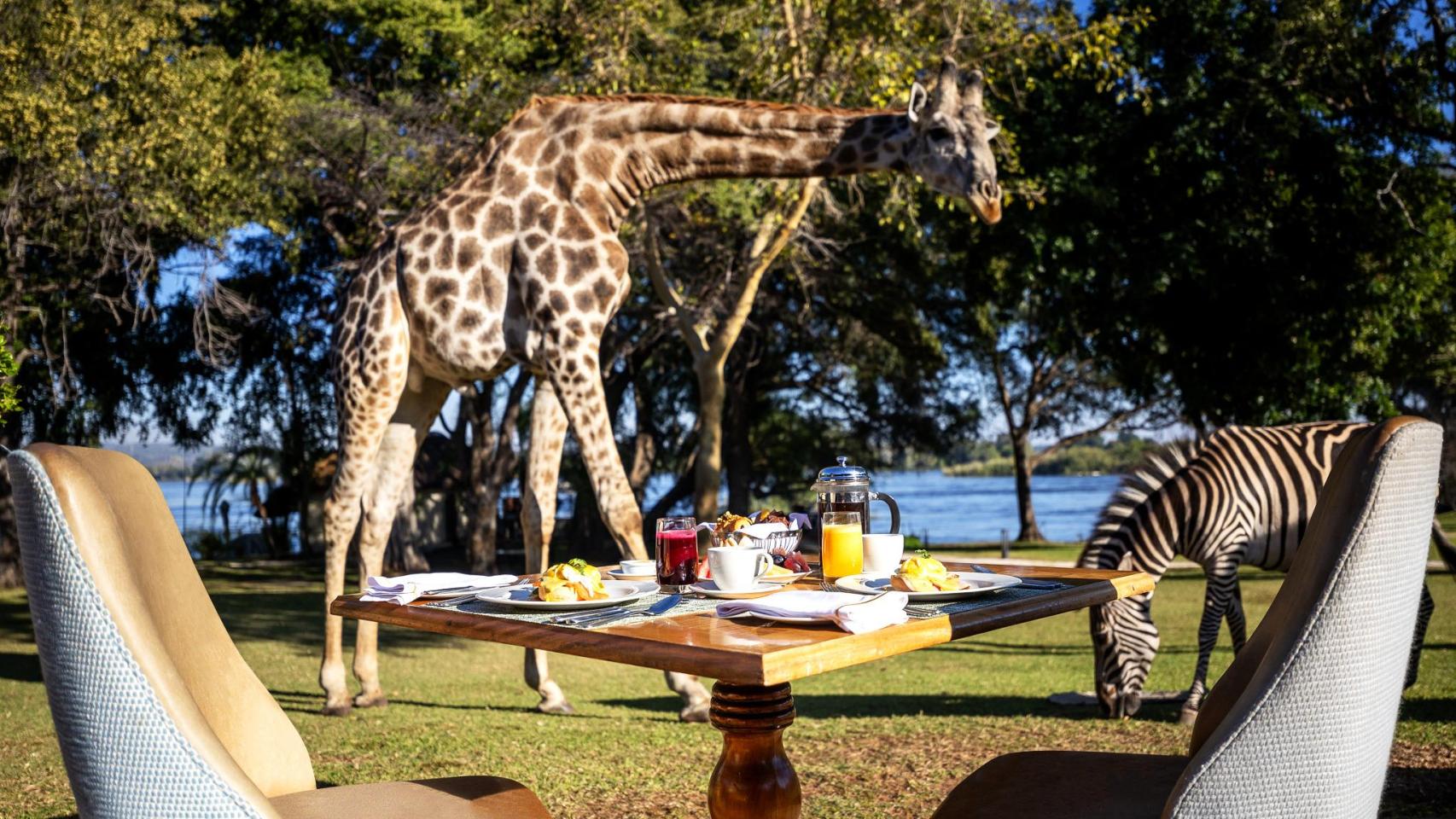Una jirafa pasa justo al lado de una mesa de desayuno en el Hotel Royal Livingstone Victoria Falls Zambia by Anantara.