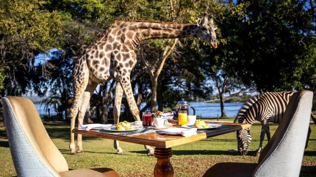 Una jirafa pasa justo al lado de una mesa de desayuno en el Hotel Royal Livingstone Victoria Falls Zambia by Anantara.