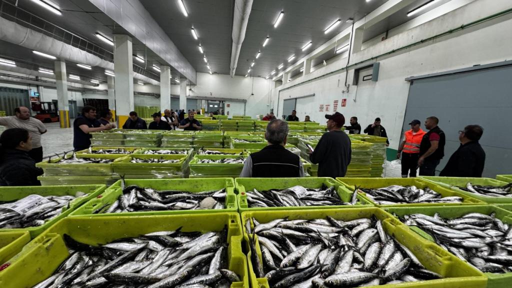 Pescado descargado en la lonja de A Coruña.