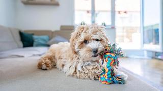 1003744086588_260877522_1706x960