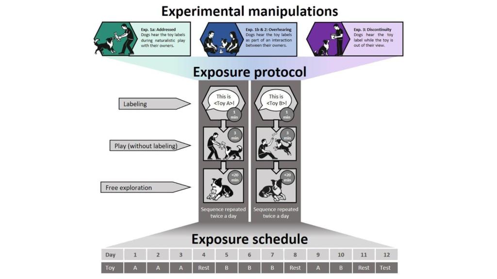 Un esquema de los métodos probados para enseñar a los perros los nombres de las etiquetas de los juguetes.