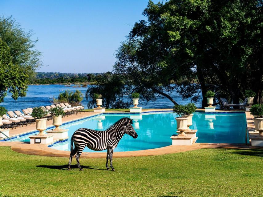 La piscina del Royal Livingstone Hotel by Anantara, con una cebra delante.
