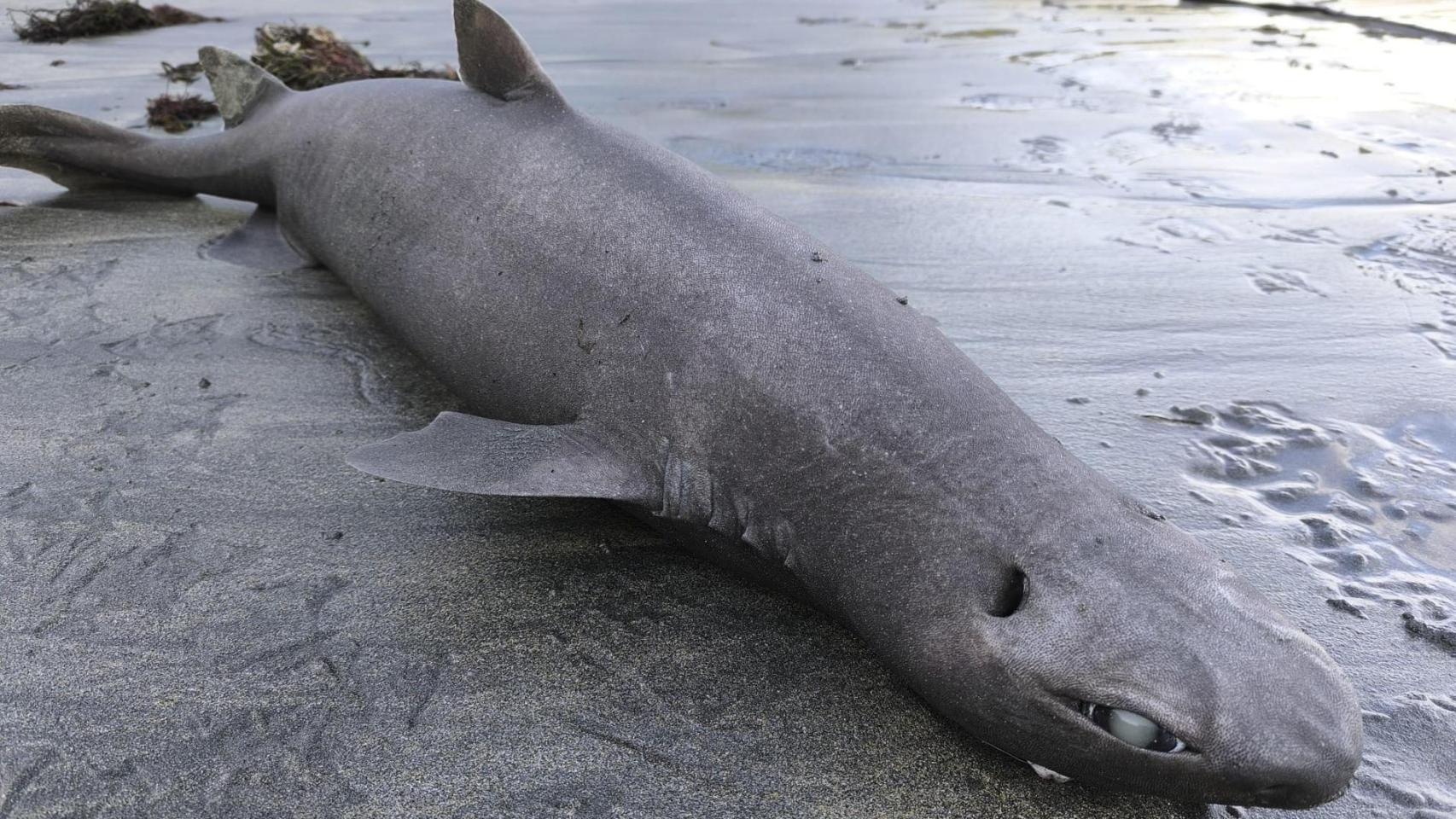 Un ejemplar de tiburón foca de 1,45 metros de longitud y 18 kilos de peso.