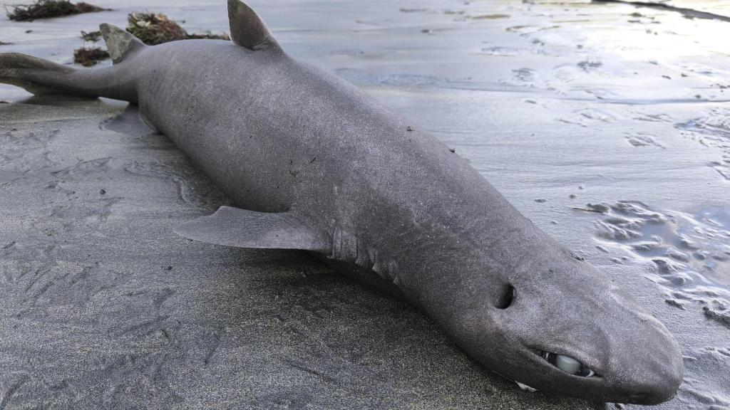 Un ejemplar de tiburón foca de 1,45 metros de longitud y 18 kilos de peso.