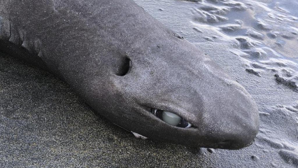 Un ejemplar de tiburón foca de 1,45 metros de longitud y 18 kilos de peso.