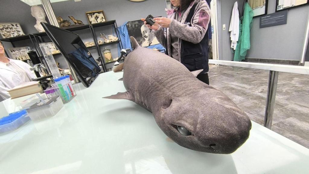 Ha sido encontrado varado en la playa de Luarca.