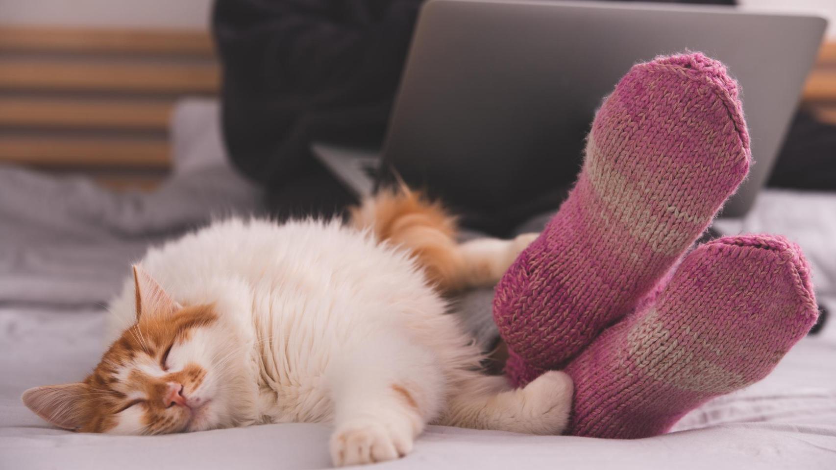 Gato perezoso tirado en los pies de una mujer.