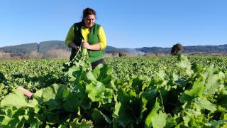 Recolección del grelo en la comarca de Bergantiños.