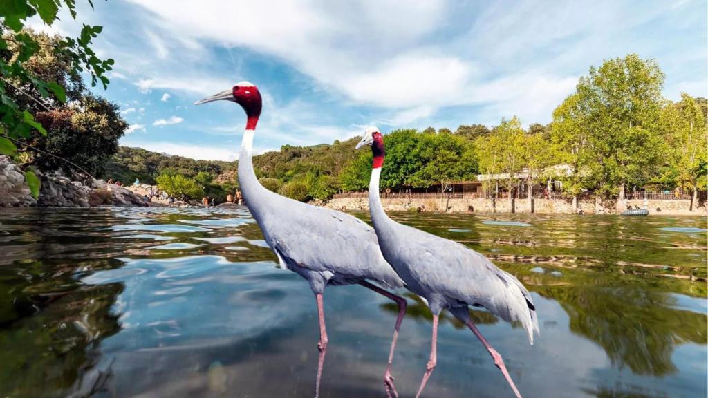 Montaje de EL ESPAÑOL con Candeleda y unas grullas
