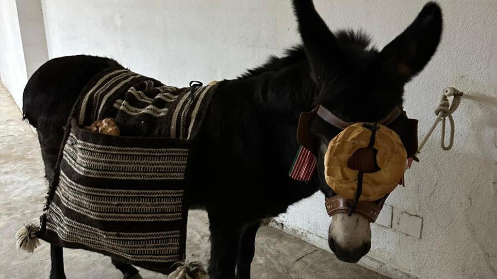 El burro Bolinche, de la Cofradía del Cencerro
