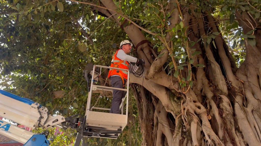 Un operario trata al ficus de la plaza del Cristo de Burgos de Sevilla.
