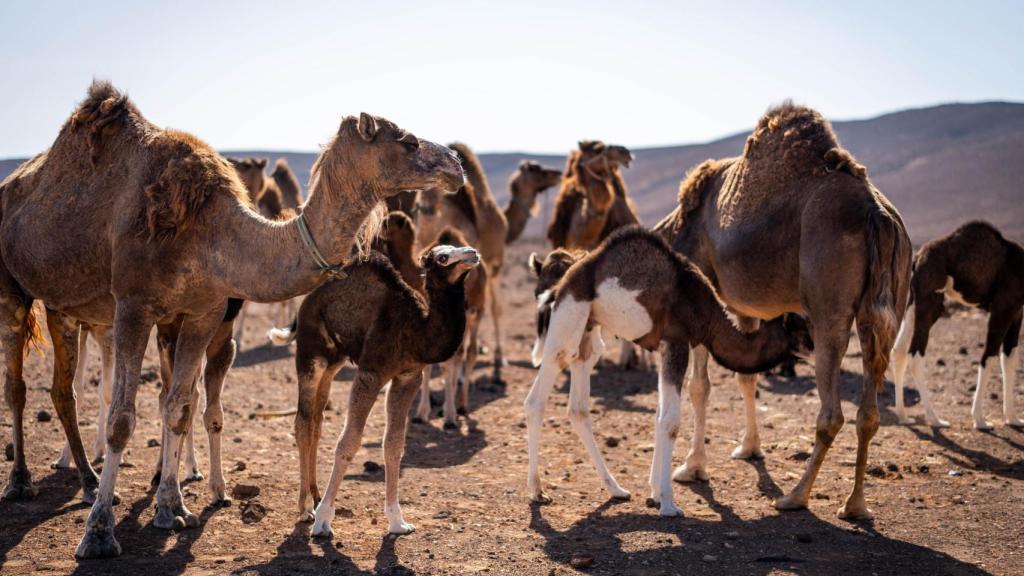 La granja de camellos canaria.