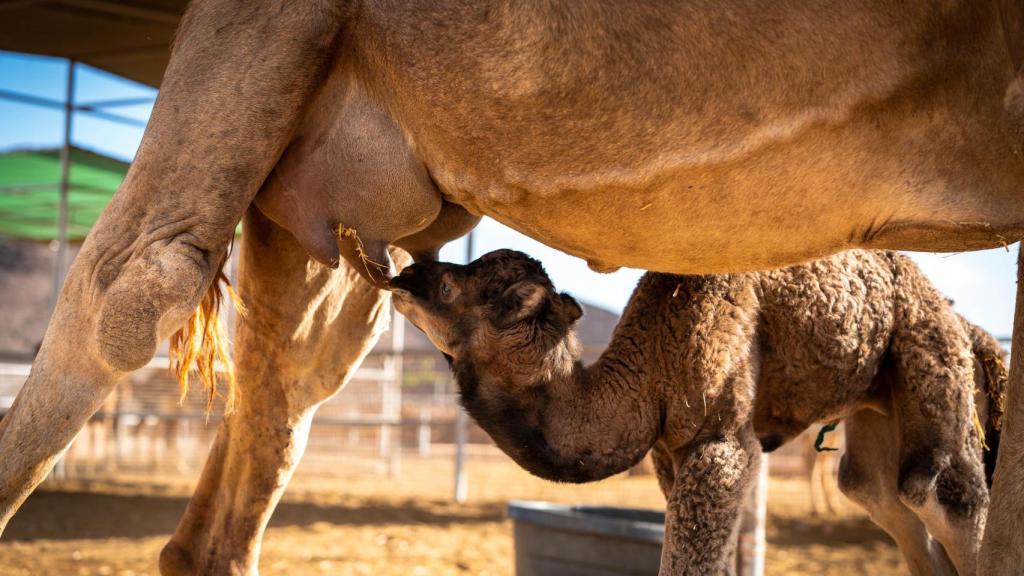 Una cría de camello.
