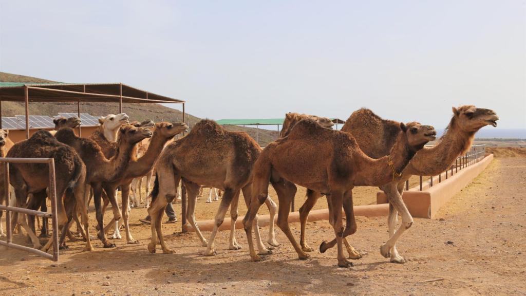 Los camellos de Cabrera en una de las fincas.