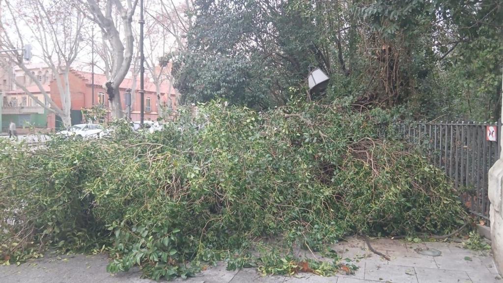Imagen de la caída del árbol junto al Campo Grande.