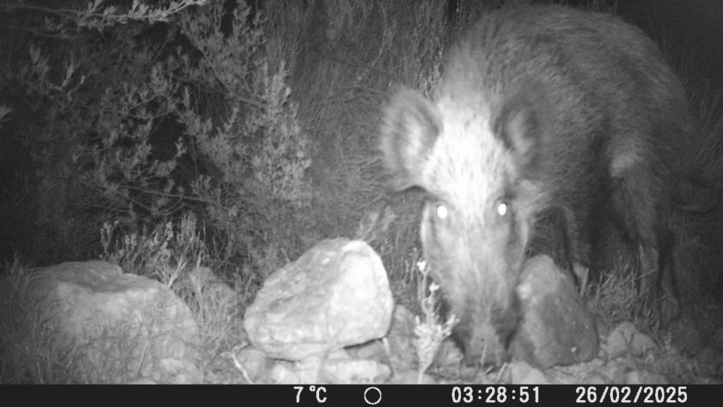 Jabalí avistado en La Sierra del Carche