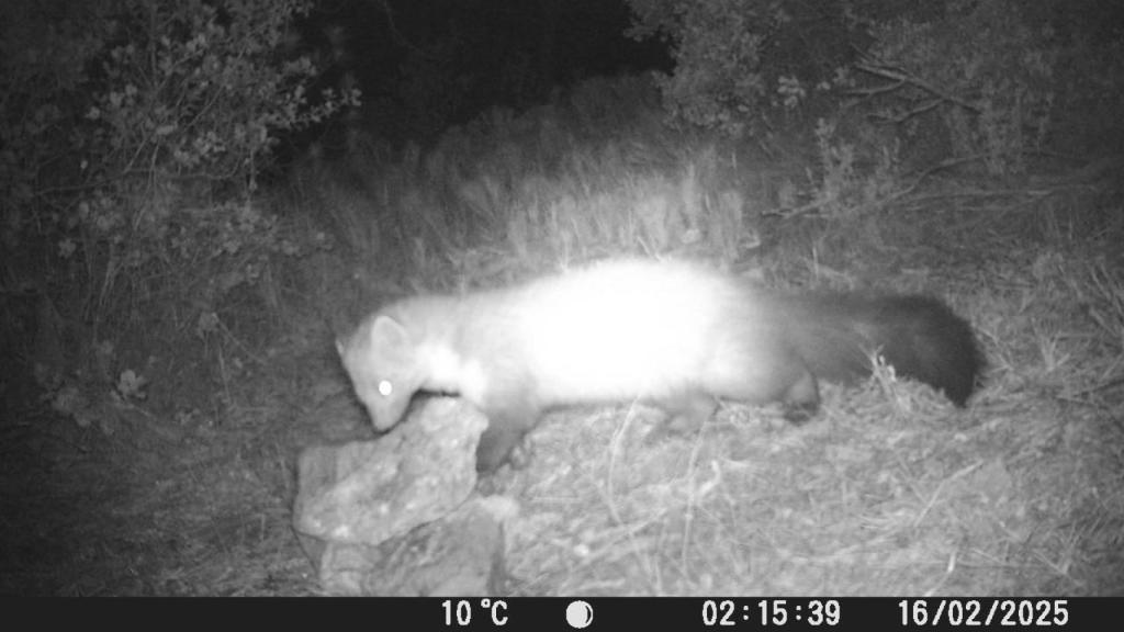 Ejemplar de garduña captada por las imágenes de fototrampeo
