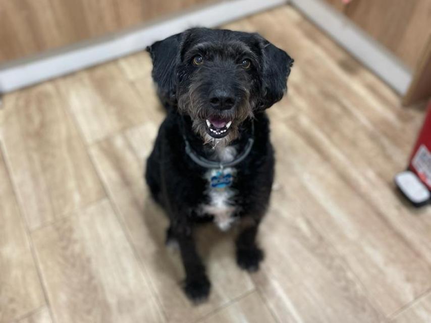 Boro, el perro de Ana García perdido después del accidente de Adamuz.