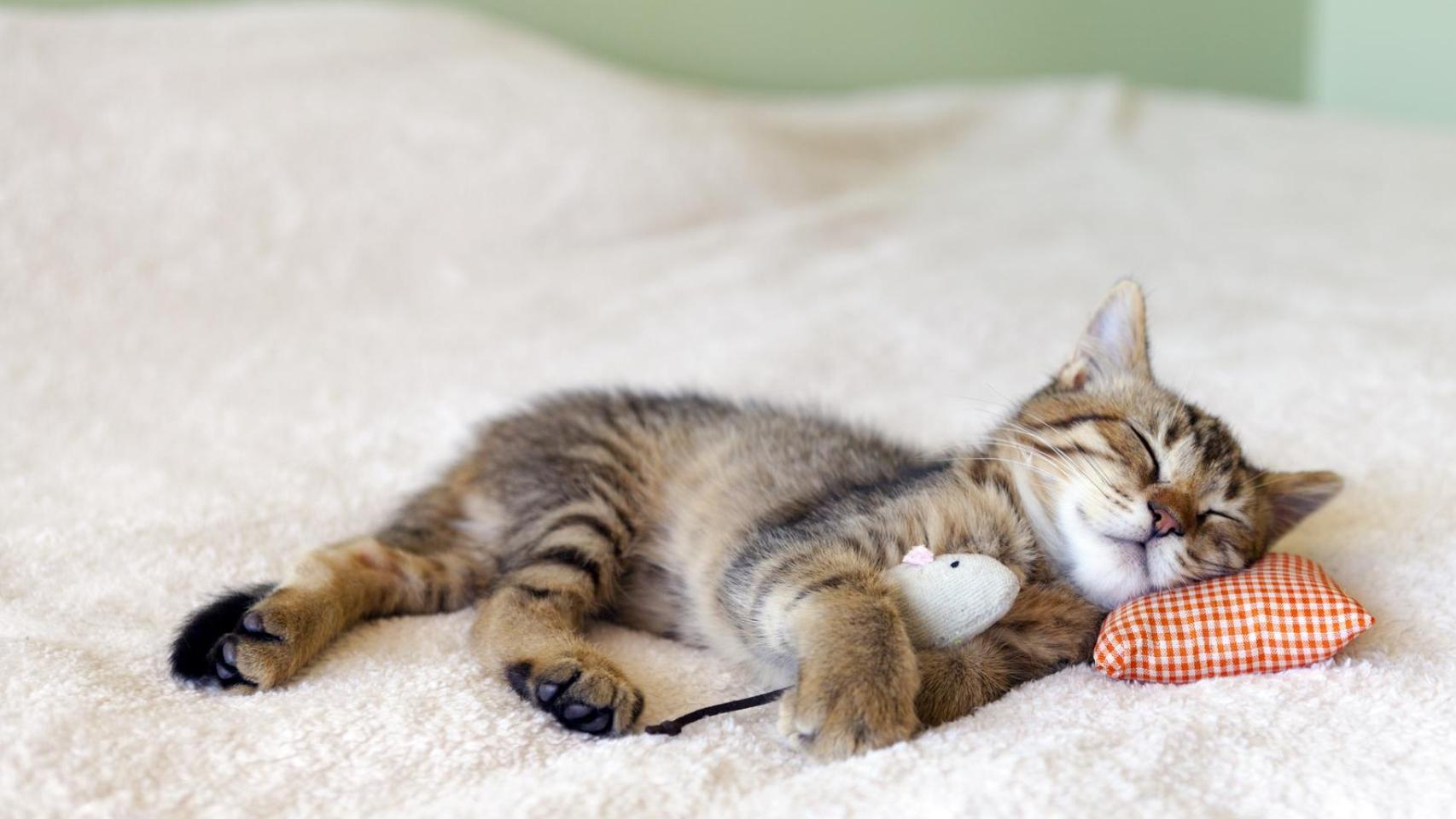 Imagen de archivo de un cachorro con sus juguetes.