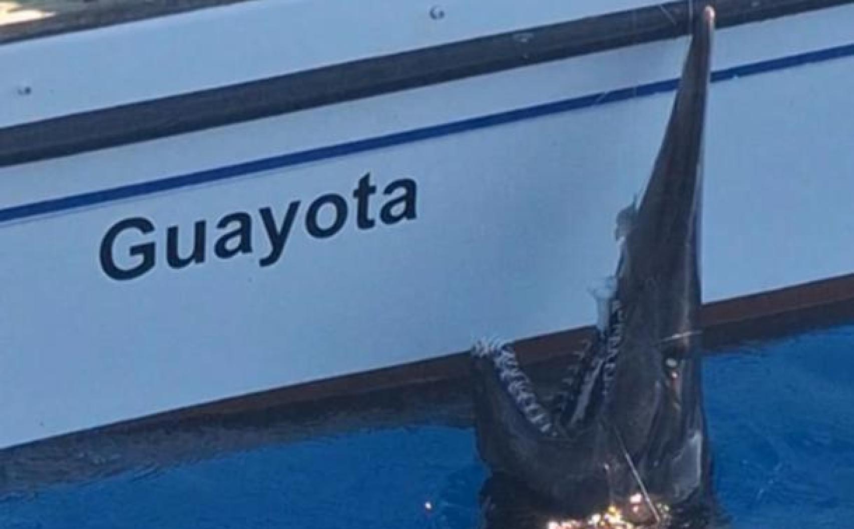 Primer registro del tiburón duende (Mitsukurina owstoni) en Canarias.