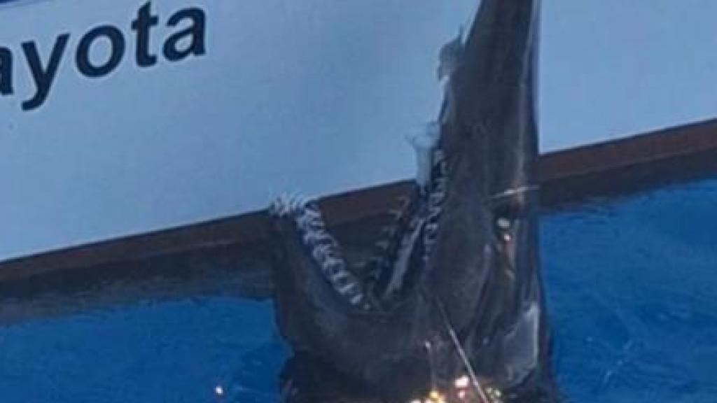 Primer registro del tiburón duende (Mitsukurina owstoni) en Canarias.