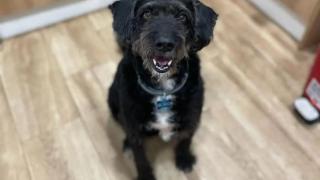 Boro, el perro de Ana García perdido después del accidente de Adamuz.