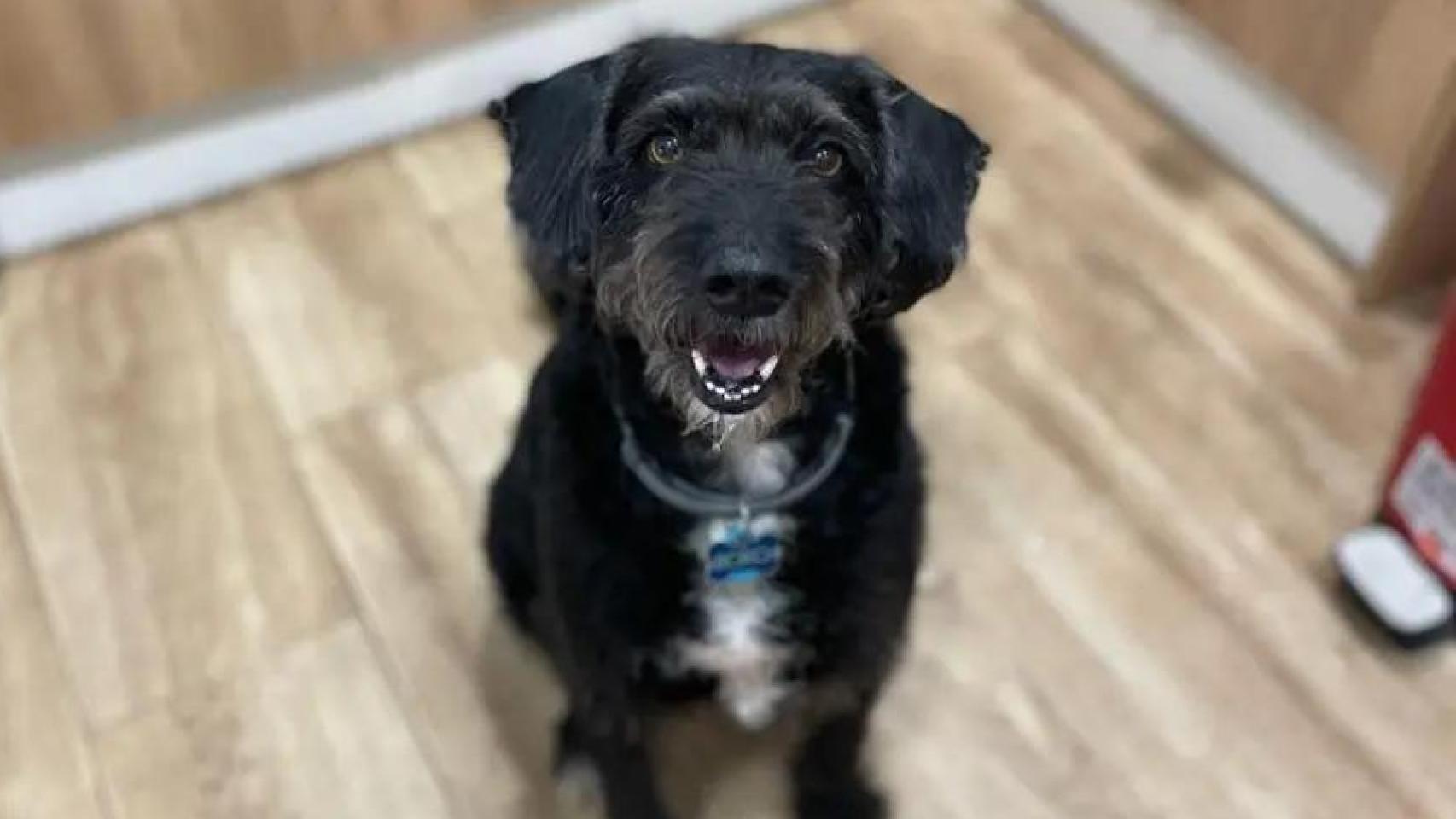 Boro, el perro de Ana García perdido después del accidente de Adamuz.