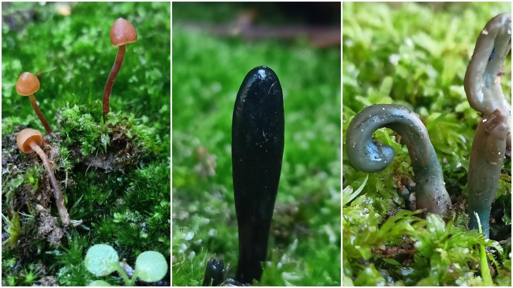 Imagen de las especies localizadas.