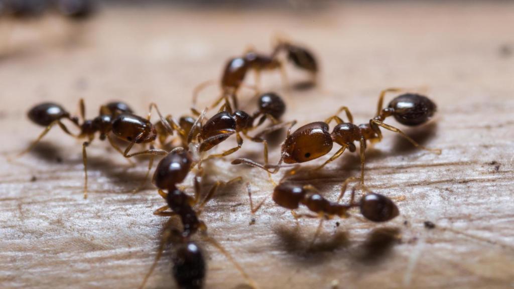 Los 'Hymenoptera', que incluye a las hormigas, han descendido un 37%.