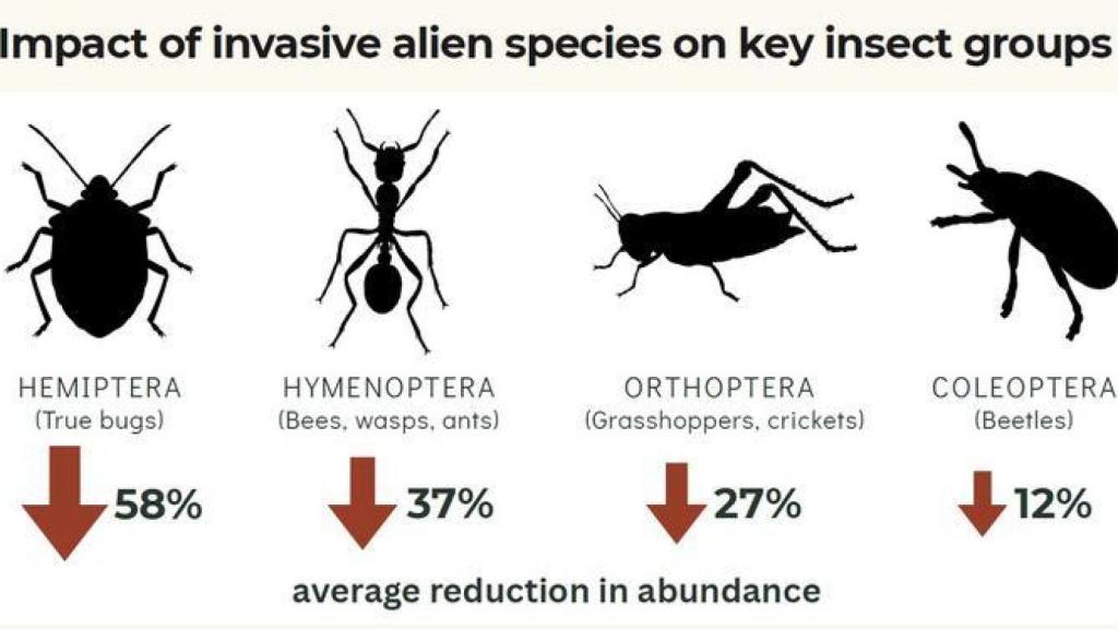 Una infografía que muestra la disminución promedio de la abundancia de grupos clave de insectos terrestres debido a las especies exóticas invasoras. El alcance de esta disminución varía según la especie y la región.