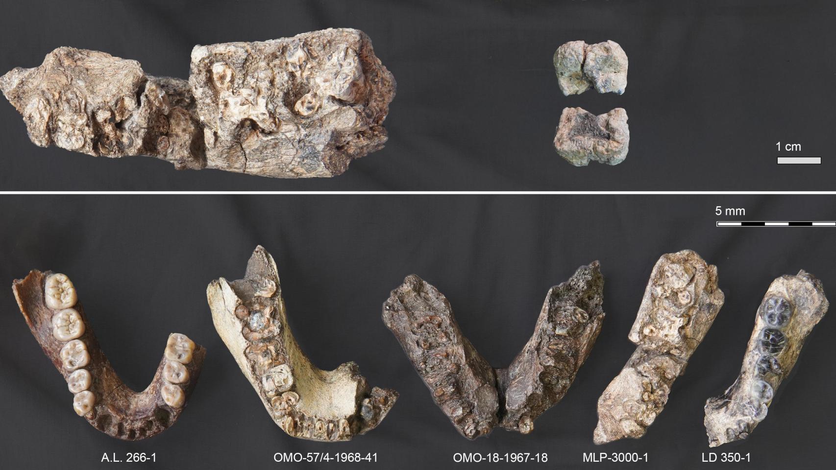 Los fósiles del nuevo homínido, Paranthropus partial, comparados con Australopithecus afarensis y Paranthropus aethiopicus