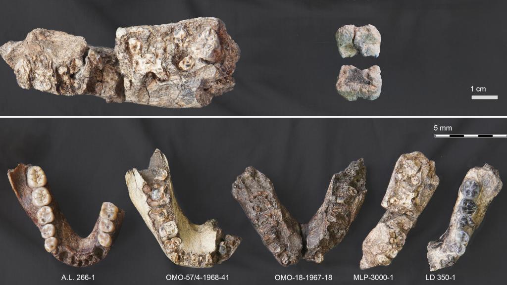 Los fósiles del nuevo homínido, Paranthropus partial, comparados con Australopithecus afarensis y Paranthropus aethiopicus