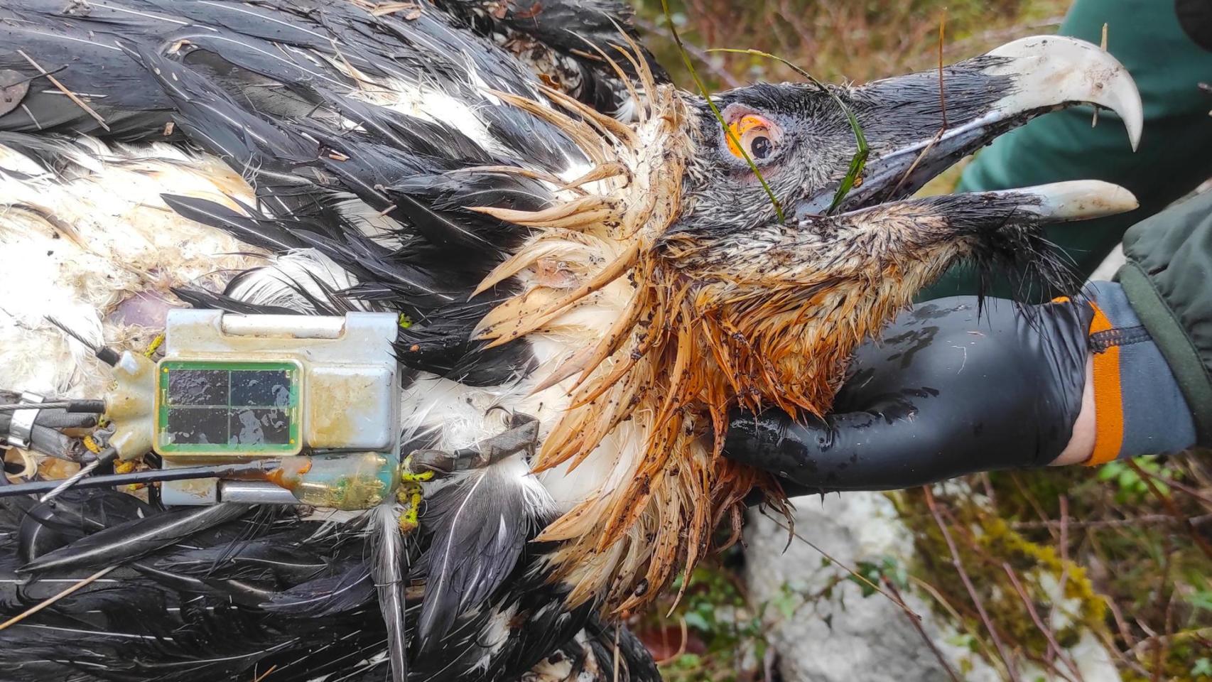 Muere envenenado el quebrantahuesos Centenario en Picos de Europa.