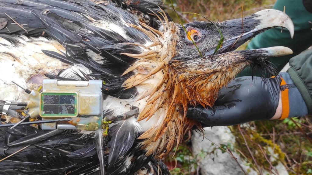 Muere envenenado el quebrantahuesos Centenario en Picos de Europa.