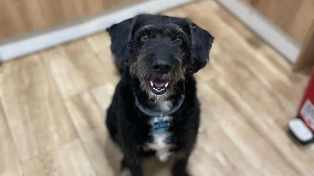 Boro, el perro de Ana García perdido después del accidente de Adamuz.