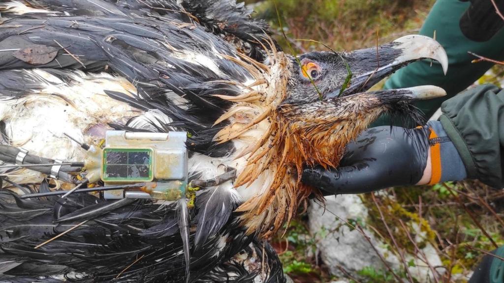 Muere envenenado un ejemplar de quebrantahuesos de Picos de Europa.