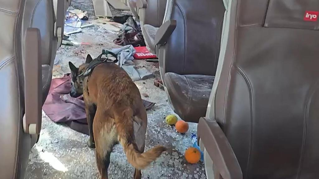 Cleo, uno de los agentes caninos de la Guardia Civil, inspecciona el tren Iryo, que partió desde Málaga en dirección Madrid.