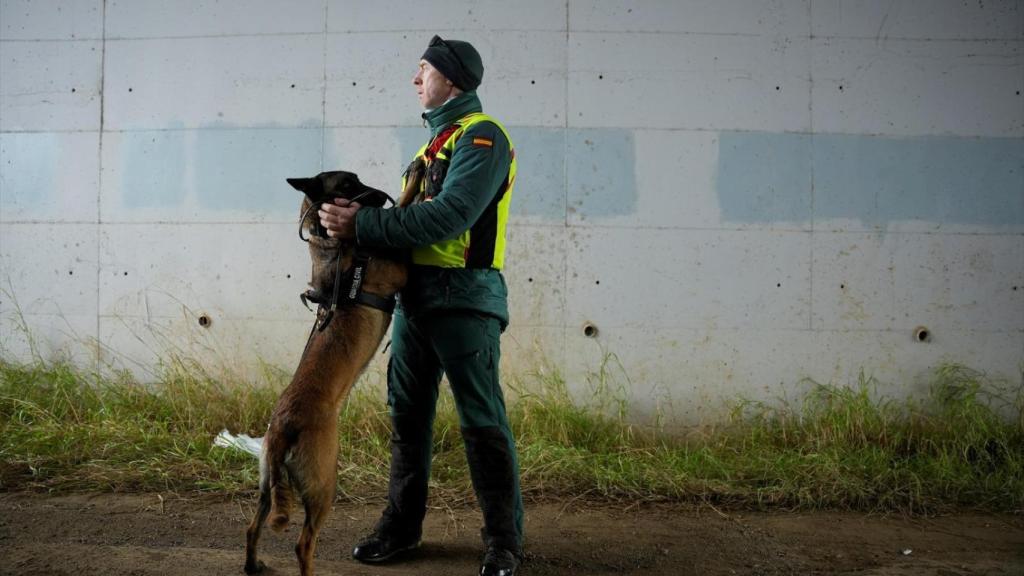 Cleo, uno de los cuatro perros, con su cuidador perteneciente a la Unidad Cinológica Central de la Guardia Civil que están actuando en las labores de localización de cuerpos en la zona del accidente ferroviario en Adamuz (Córdoba).